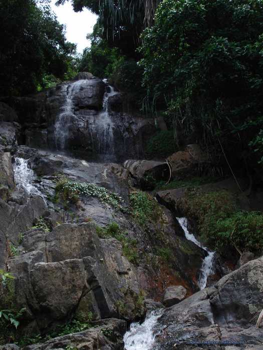 photo 20  forÃªt de cocotier et visite des cascades environantes sur Koh Samui en Thailande.